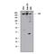 CREB Binding Protein antibody, MAB2676, R&D Systems, Western Blot image 