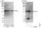 Ankyrin Repeat Domain 27 antibody, NBP1-50030, Novus Biologicals, Western Blot image 