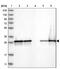 Calcyclin Binding Protein antibody, NBP1-87104, Novus Biologicals, Western Blot image 