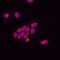 SUZ12 Polycomb Repressive Complex 2 Subunit antibody, MAB4184, R&D Systems, Immunofluorescence image 