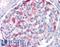 Matrilin-1 antibody, LS-B5001, Lifespan Biosciences, Immunohistochemistry frozen image 