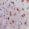 Neuralized E3 Ubiquitin Protein Ligase 1 antibody, GTX55911, GeneTex, Immunohistochemistry paraffin image 