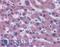 Coagulation Factor VII antibody, LS-B2978, Lifespan Biosciences, Immunohistochemistry paraffin image 