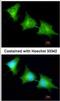 Sepiapterin Reductase antibody, NBP1-33546, Novus Biologicals, Immunofluorescence image 
