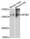 Splicing Factor 3b Subunit 3 antibody, abx007125, Abbexa, Western Blot image 