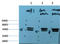 Tubulin epsilon chain antibody, M16034, Boster Biological Technology, Western Blot image 