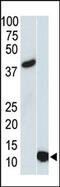 Small Ubiquitin Like Modifier 3 antibody, AM11045PU-N, Origene, Western Blot image 