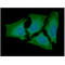 Adenylate Kinase 2 antibody, GTX57648, GeneTex, Immunofluorescence image 