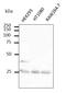 RAB5A, Member RAS Oncogene Family antibody, orb334978, Biorbyt, Western Blot image 