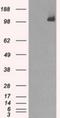 BUB1 Mitotic Checkpoint Serine/Threonine Kinase B antibody, NBP1-47680, Novus Biologicals, Western Blot image 