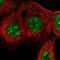 Exocyst Complex Component 4 antibody, NBP2-54921, Novus Biologicals, Immunofluorescence image 