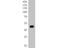 Fibrinogen Alpha Chain antibody, NBP2-66842, Novus Biologicals, Western Blot image 