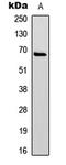 Paxillin antibody, LS-C358847, Lifespan Biosciences, Western Blot image 