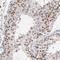 MAP3K12-binding inhibitory protein 1 antibody, HPA003388, Atlas Antibodies, Immunohistochemistry frozen image 