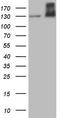 c-met antibody, LS-C339727, Lifespan Biosciences, Western Blot image 