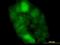 Cystatin B antibody, orb95071, Biorbyt, Immunocytochemistry image 