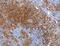 Aquaporin 5 antibody, MBS2517469, MyBioSource, Immunohistochemistry frozen image 