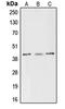 CAMP Responsive Element Binding Protein 1 antibody, LS-C352057, Lifespan Biosciences, Western Blot image 