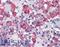 Growth Hormone 1 antibody, LS-B2974, Lifespan Biosciences, Immunohistochemistry paraffin image 