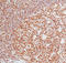 Protein Kinase, DNA-Activated, Catalytic Subunit antibody, LS-C88130, Lifespan Biosciences, Immunohistochemistry paraffin image 