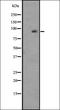 Zinc finger protein basonuclin-1 antibody, orb337608, Biorbyt, Western Blot image 