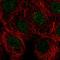 Apoptosis regulatory protein Siva antibody, HPA066693, Atlas Antibodies, Immunofluorescence image 