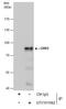 G Protein-Coupled Receptor Kinase 2 antibody, GTX101682, GeneTex, Immunoprecipitation image 