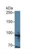 TATA-Box Binding Protein Associated Factor 2 antibody, LS-C374193, Lifespan Biosciences, Western Blot image 