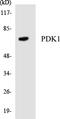 3-phosphoinositide-dependent protein kinase 1 antibody, LS-C200470, Lifespan Biosciences, Western Blot image 