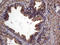 RAB23, Member RAS Oncogene Family antibody, LS-C792048, Lifespan Biosciences, Immunohistochemistry paraffin image 