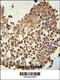 Coiled-Coil Domain Containing 42 antibody, 61-756, ProSci, Immunohistochemistry frozen image 