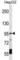 Transient Receptor Potential Cation Channel Subfamily V Member 5 antibody, abx029048, Abbexa, Western Blot image 