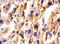 Haptoglobin antibody, LS-C285769, Lifespan Biosciences, Immunohistochemistry paraffin image 