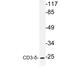 CD3d Molecule antibody, LS-C177607, Lifespan Biosciences, Western Blot image 