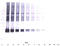 Serpin B5 antibody, AP09877PU-N, Origene, Western Blot image 