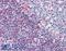 Leukocyte-associated immunoglobulin-like receptor 1 antibody, LS-B2919, Lifespan Biosciences, Immunohistochemistry frozen image 