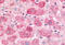Misshapen Like Kinase 1 antibody, MBS244283, MyBioSource, Immunohistochemistry frozen image 