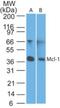 MCL1 Apoptosis Regulator, BCL2 Family Member antibody, NB100-56146, Novus Biologicals, Western Blot image 