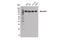 Nucleolin antibody, 14574S, Cell Signaling Technology, Western Blot image 