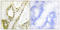Interferon Regulatory Factor 3 antibody, LS-C199138, Lifespan Biosciences, Immunohistochemistry paraffin image 