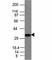 Proopiomelanocortin antibody, V3036SAF-100UG, NSJ Bioreagents, Flow Cytometry image 