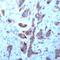 Fibroblast Growth Factor Receptor 1 antibody, PA5-32403, Invitrogen Antibodies, Immunohistochemistry paraffin image 