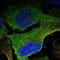 Betaine--Homocysteine S-Methyltransferase 2 antibody, NBP1-85826, Novus Biologicals, Immunocytochemistry image 