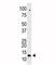 Small Ubiquitin Like Modifier 2 antibody, F42016-0.4ML, NSJ Bioreagents, Western Blot image 
