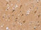 Microseminoprotein Beta antibody, CSB-PA164416, Cusabio, Immunohistochemistry paraffin image 