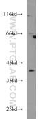 Oxidative Stress Induced Growth Inhibitor 1 antibody, 15248-1-AP, Proteintech Group, Western Blot image 