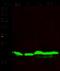 Diablo IAP-Binding Mitochondrial Protein antibody, 10339-R006, Sino Biological, Western Blot image 