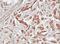 Tubby-related protein 1 antibody, GTX103979, GeneTex, Immunohistochemistry paraffin image 