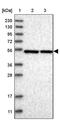 Endoplasmic Reticulum Lectin 1 antibody, PA5-56761, Invitrogen Antibodies, Western Blot image 