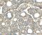 THAP Domain Containing 2 antibody, PA5-50803, Invitrogen Antibodies, Immunohistochemistry frozen image 